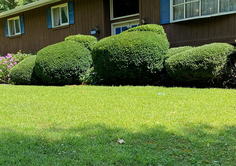 After shrubs were trimmed