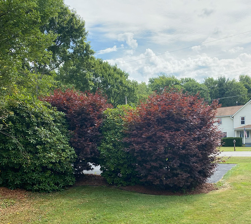 Before trimming shrubs