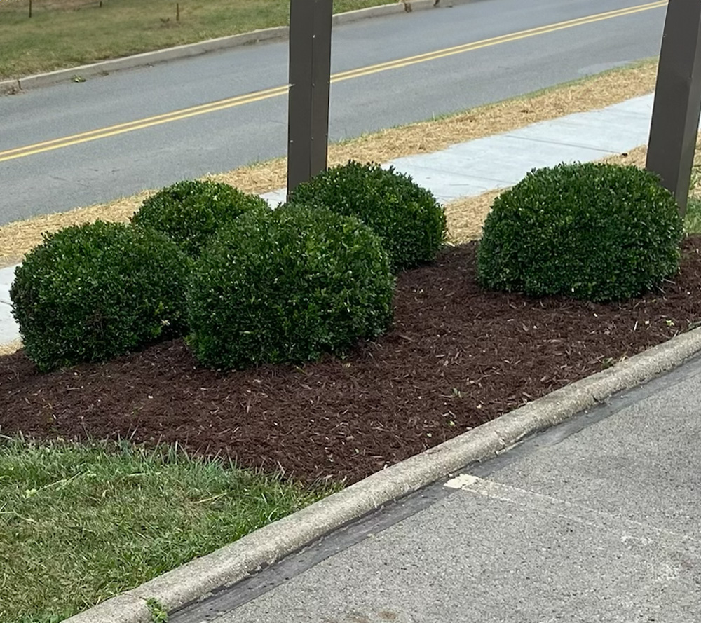 Shrub Trimming and Mulch Shrub Trimming and Mulch