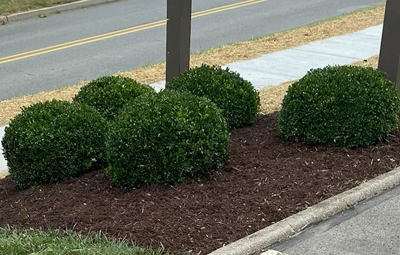 Shrub Trimming